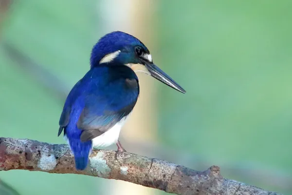 File:Little Kingfisher (Ceyx pusillus) (49606910912).jpg
