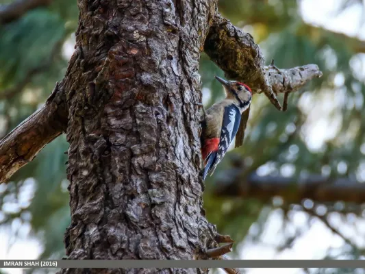 File:Himalayan Woodpecker (Dendrocopos himalayensis) (25539292193).jpg