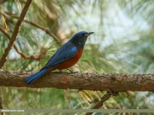 File:Chestnut-bellied Rock-thrush (Monticola rufiventris) (25406718794).jpg