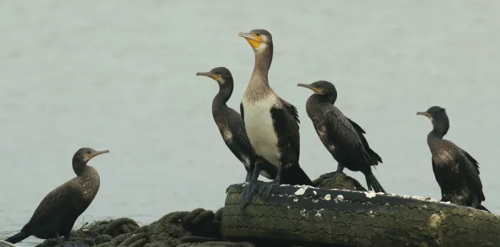 File:Great cormorant (Phalacrocorax carbo) and Indian cormorant (Phalacrocorax fuscicollis).jpg