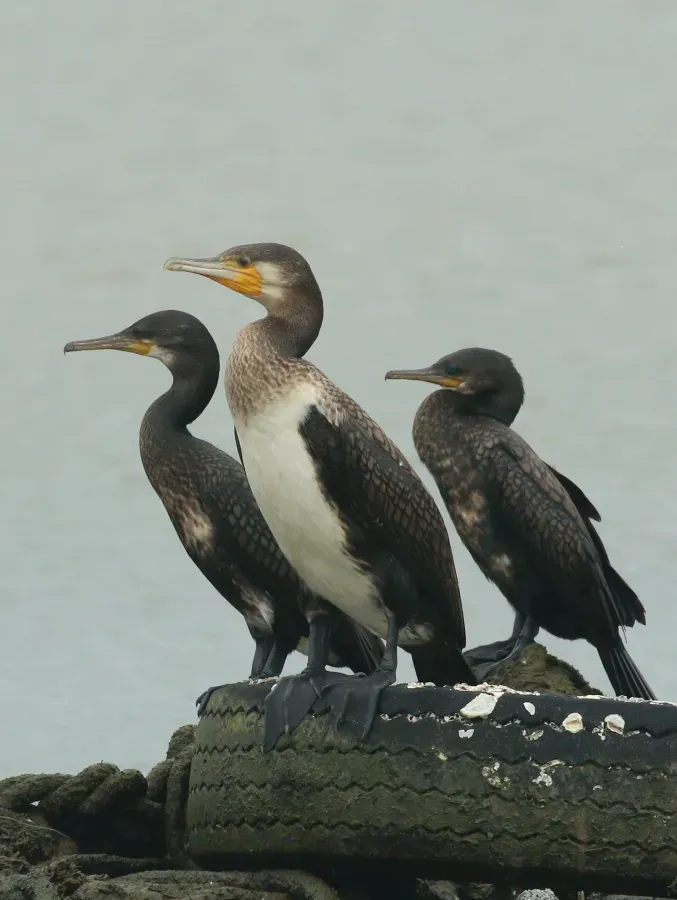 File:Great cormorant (Phalacrocorax carbo) and Indian cormorant , (Phalacrocorax fuscicollis).jpg