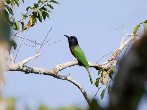 File:Black-headed Bee-eater Merops breweri, Bili, Bas-Uele, Democratic Republic Congo 1.jpg