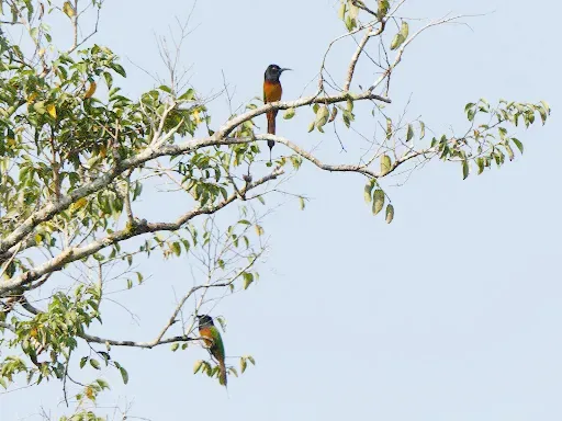 File:Black-headed Bee-eater Merops breweri, Bili, Bas-Uele, Democratic Republic Congo 3.jpg