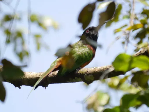 File:Black-headed Bee-eater Merops breweri, Bili, Bas-Uele, Democratic Republic Congo 4.jpg