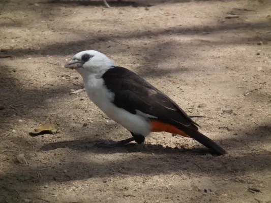 File:White headed buffalo weaver Dinemellia dinemelli in Tanzania 2994 Nevit.jpg