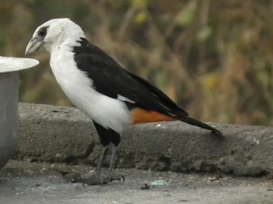 File:White headed buffalo weaver Dinemellia dinemelli in Tanzania 3394 cropped Nevit.jpg