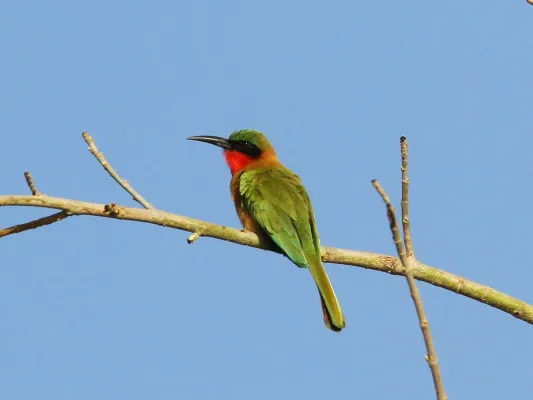 File:Merops bulocki, Janjanbureh, Gambia 3.jpg
