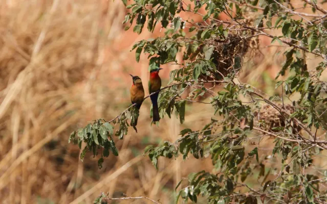 File:Merops bulocki, Bansang, Gambia 1.jpg