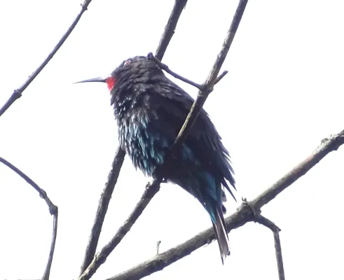 File:Merops gularis australis, Bwindi Impenetrable Forest, Uganda 2.jpg
