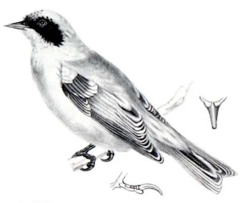 File:Remiz macronyx (Severtzov, 1873) 2.jpg