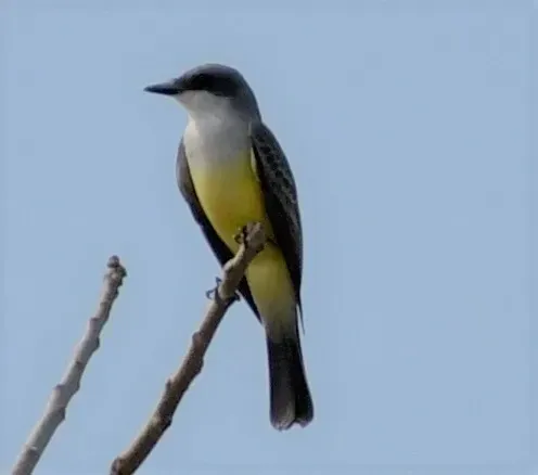 File:Tyrannus niveigularis 110043413.jpg