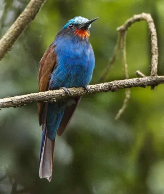 File:Merops muelleri, Kakamega, Kenya.jpg