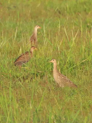 File:Watercock (Gallicrex cinerea) flock.jpg