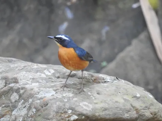 File:Indian blue robin (Larvivora brunnea) Sholayur Kerala DSCN3135.jpg