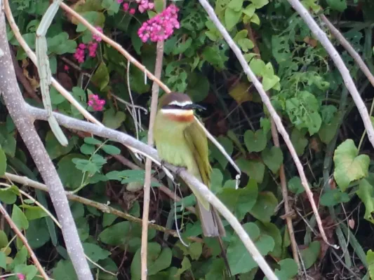 File:Merops superciliosus, Nioumachoua, Comoros Islands 1.jpg