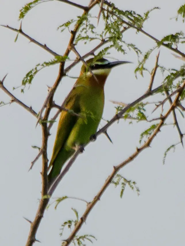 File:Merops superciliosus, Busongora, Uganda 1.jpg