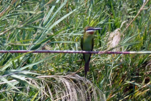 File:Merops superciliosus, Manambolo, Miandrivazo, Madagascar 1.jpg