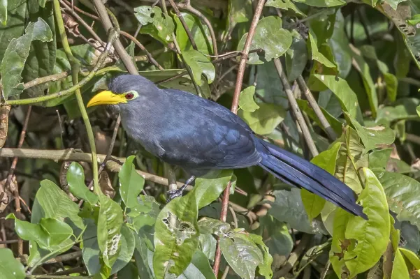 File:Blue malkoha (Ceuthmochares aereus flavirostris).jpg
