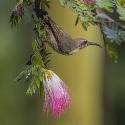 File:Copper sunbird (Cinnyris cupreus cupreus) female on Persian silk tree (Albizia julibrissin).jpg