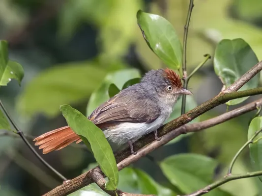 File:Chestnut-capped flycatcher (Erythrocercus mccallii nigeriae).jpg