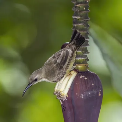 File:Johanna's sunbird (Cinnyris johannae) female.jpg