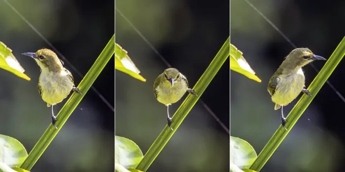 File:Little green sunbird (Anthreptes seimundi kruensis) composite.jpg