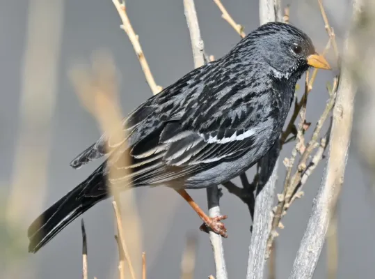 File:Mourning Sierra Finch (Rhopospina fruticeti), Colca Canyon, Peru.jpg
