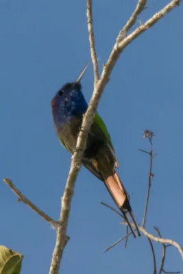 File:Meropogon forsteni, Poso, Central Sulawesi, Indonesia 3.jpg