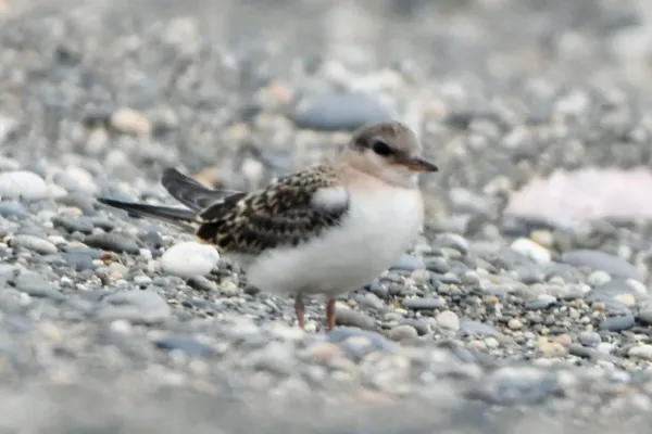 File:Onychoprion aleuticus, Kirovskiy, Kamchatka, Russia 12.jpg