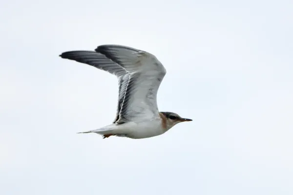 File:Onychoprion aleuticus, Kirovskiy, Kamchatka, Russia 14.jpg