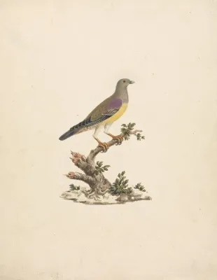 File:James Bruce - Treron waalia (Bruce's Green Pigeon) - B1977.14.8925 - Yale Center for British Art.jpg