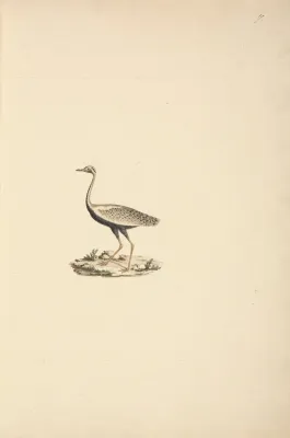 File:Luigi Balugani - Lissotis hartlaubii (Hartlaub's Bustard) - B1977.14.8488(7) - Yale Center for British Art.jpg
