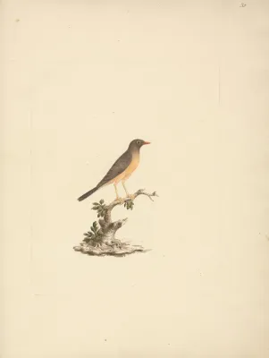 File:Luigi Balugani - Turdus abyssinicus (Mountain Thrush) - B1977.14.8488(30) - Yale Center for British Art.jpg