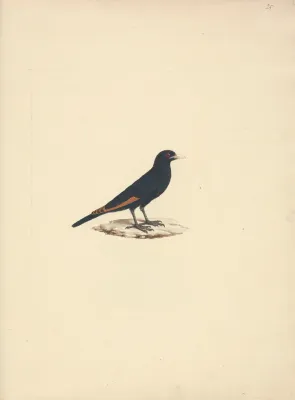 File:Luigi Balugani - Onychognathus albirostris (White Billed Starling) - B1977.14.8488(25) - Yale Center for British Art.jpg