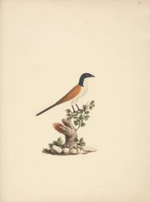 File:Luigi Balugani - Centropus monachus (Blue-Headed Coucal) - B1977.14.8488(24) - Yale Center for British Art.jpg