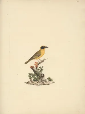 File:Luigi Balugani - Ploceus ocularis (Spectacled Weaver) - B1977.14.8488(23) - Yale Center for British Art.jpg