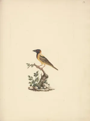 File:Luigi Balugani - Oriolus monacha (Black Headed Abyssinian Oriole) - B1977.14.8488(22) - Yale Center for British Art.jpg