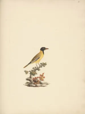 File:Luigi Balugani - Oriolus monacha (Black Headed Abyssinian Oriole) - B1977.14.8488(21) - Yale Center for British Art.jpg