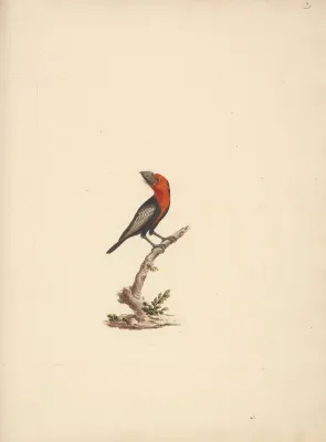File:Luigi Balugani - Lybius guifsobalito (Black-billed Barbet) - B1977.14.8488(20) - Yale Center for British Art.jpg