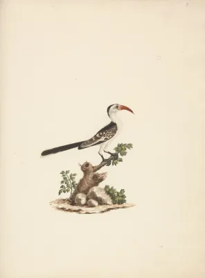File:Luigi Balugani - Tockus Jacksoni (Jackson's Hornbill) - B1977.14.8488(19) - Yale Center for British Art.jpg