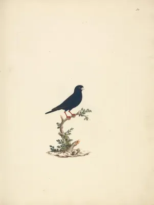File:Luigi Balugani - Vidua chalybeata (Village Indigobird) - B1977.14.8488(10) - Yale Center for British Art.jpg