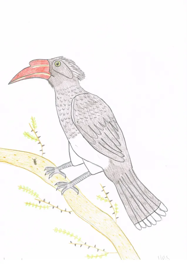 File:Crowned hornbill (Lophoceros alboterminatus).jpg