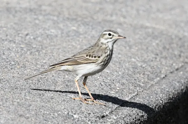 File:Anthus berthelotii in Puerto de la Cruz, Tenerife 2021.jpg
