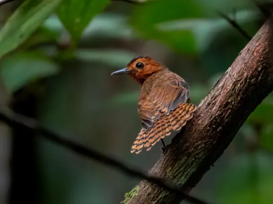 File:Oneillornis salvini - White-throated Antbird (female); Careiro, Amazonas, Brazil.jpg