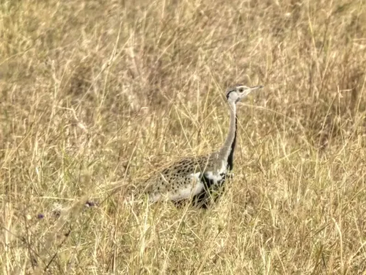 File:Black-bellied Bustard Lissotis melanogaster in Tanzania 3232 Nevit.jpg
