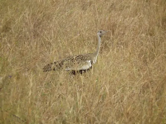 File:Black-bellied Bustard Lissotis melanogaster in Tanzania 3233 Nevit.jpg