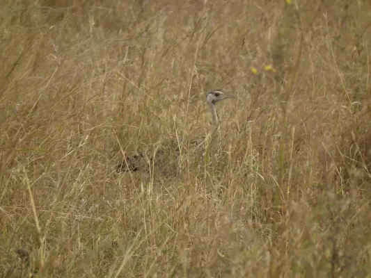 File:Black-bellied Bustard Lissotis melanogaster in Tanzania 3236 Nevit.jpg