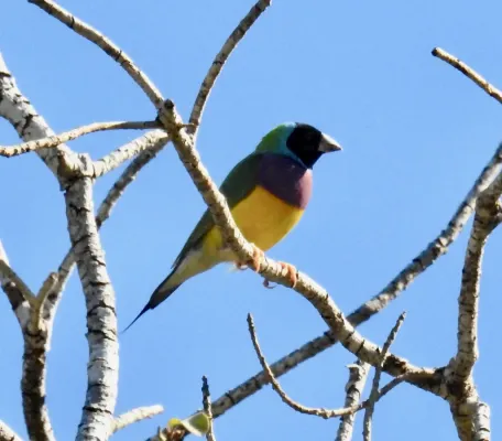 File:Chloebia gouldiae, Dampier Peninsula, Western Australia, Australia 1.jpg