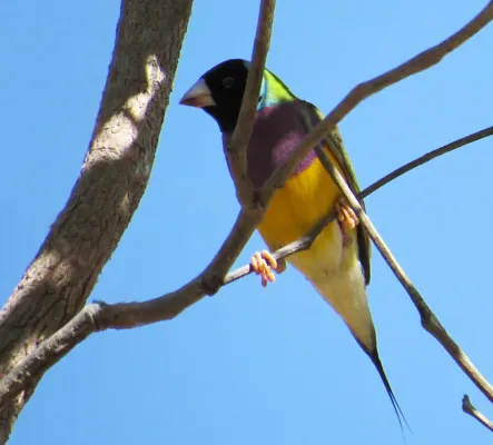 File:Chloebia gouldiae, Nitmiluk, Northern Territory, Australia 1.jpg