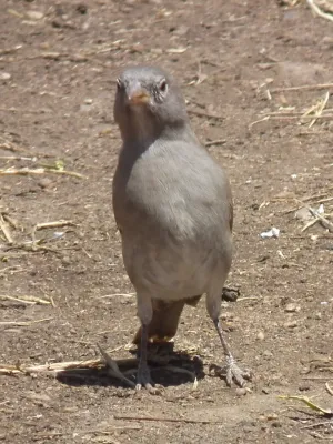 File:Passer suahelicus Tanzania 2948 Nevit.jpg